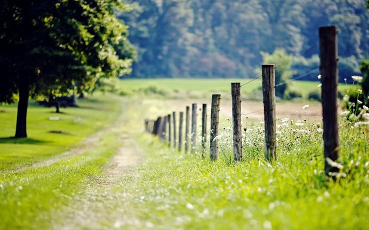 Nature Blur Background